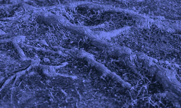 Underground tree roots where cicadas spend years counting seasons