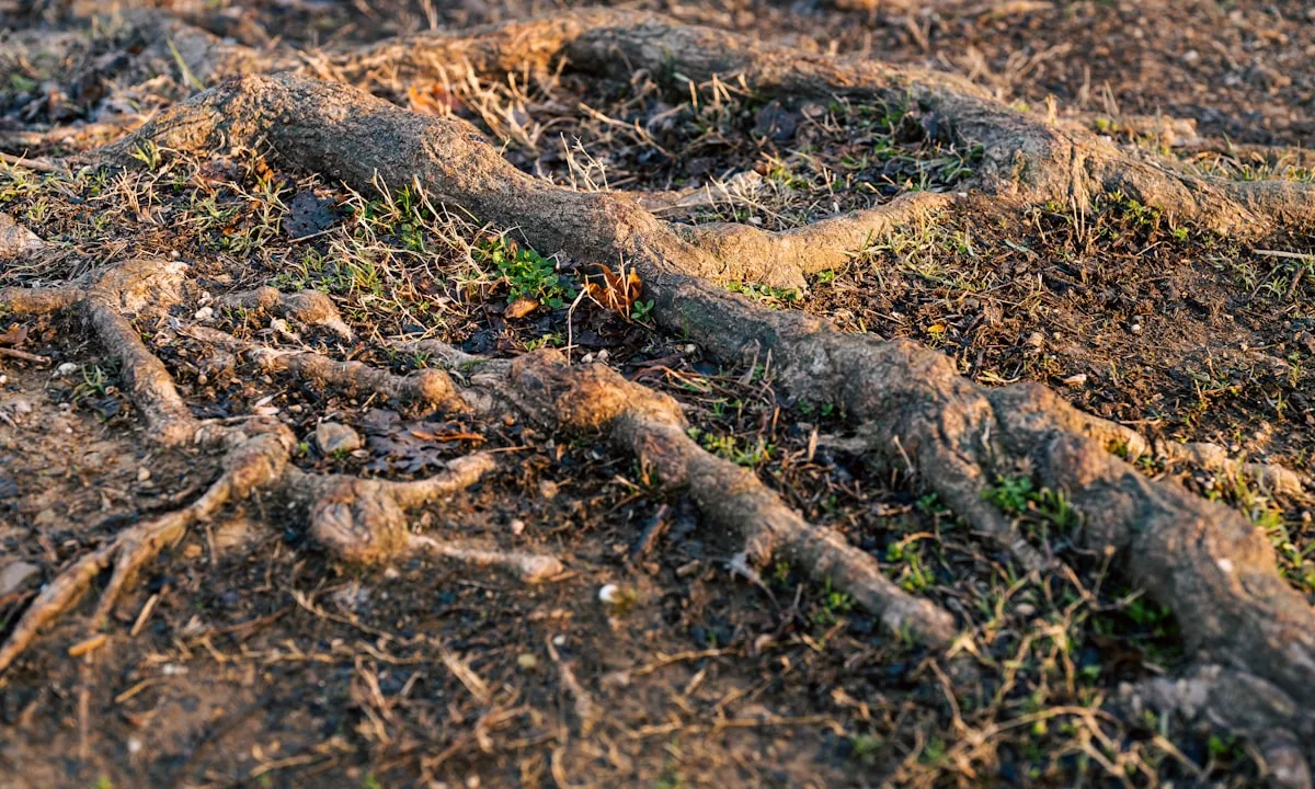 Underground tree roots where cicadas spend years counting seasons