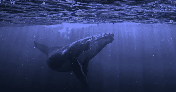 The Cell Lottery: Why Whales Don't Get Cancer