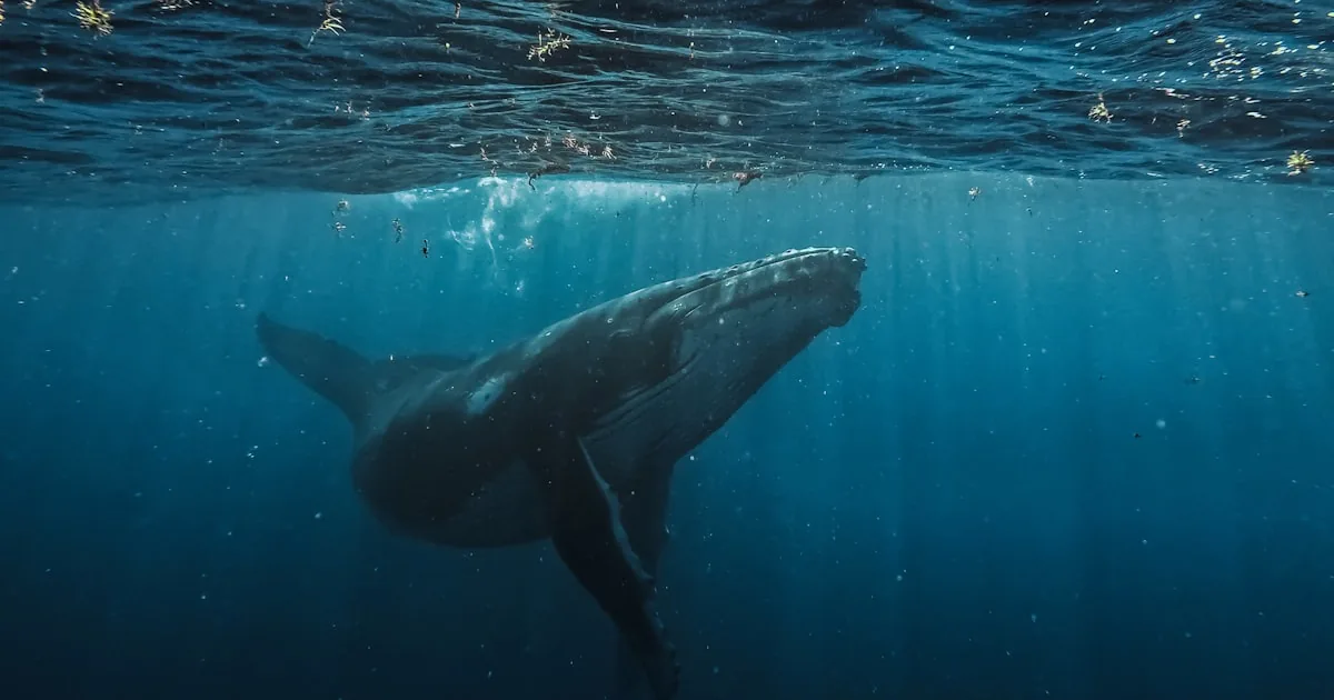 The Cell Lottery: Why Whales Don't Get Cancer