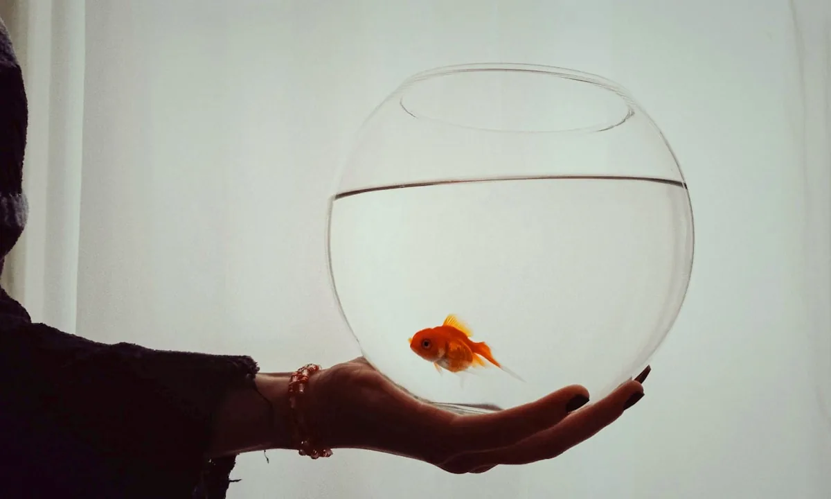 A goldfish in a bowl representing the short-term memory amnesia of current AI chatbots.