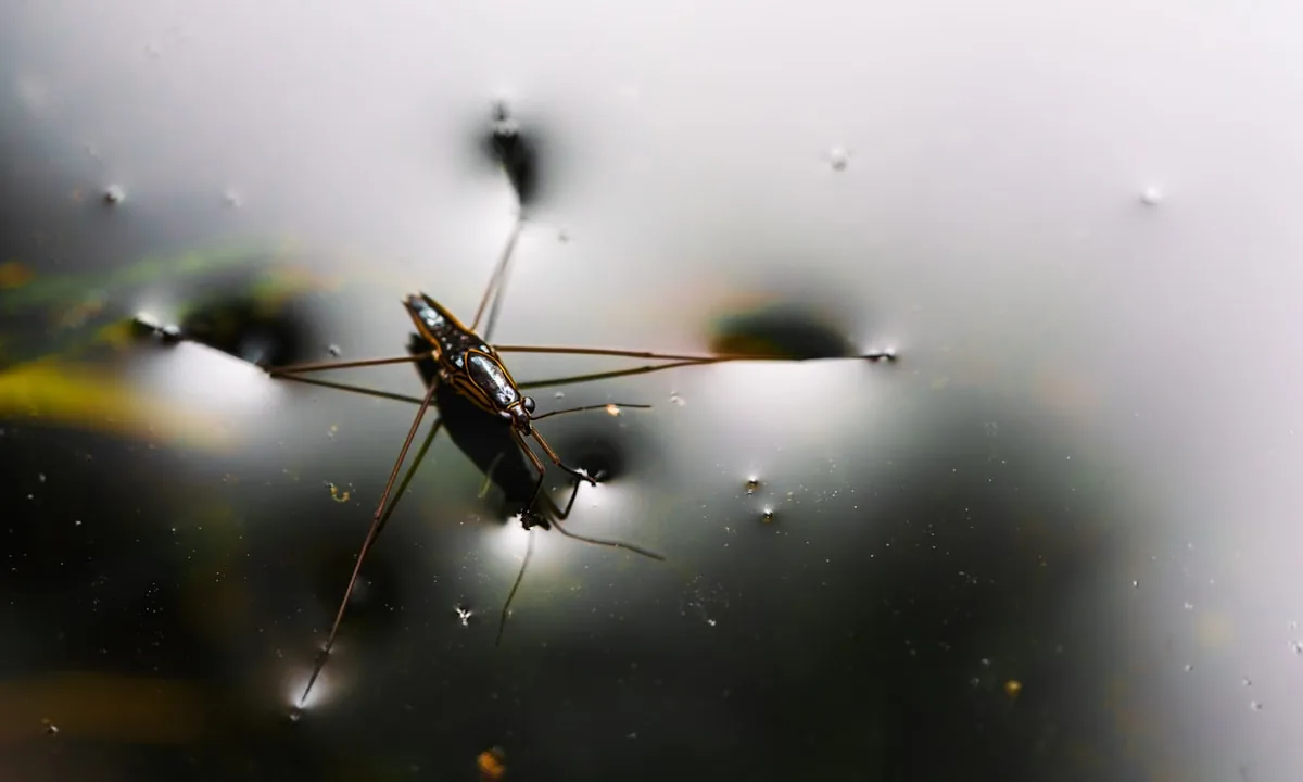 A water strider walking on water using surface tension