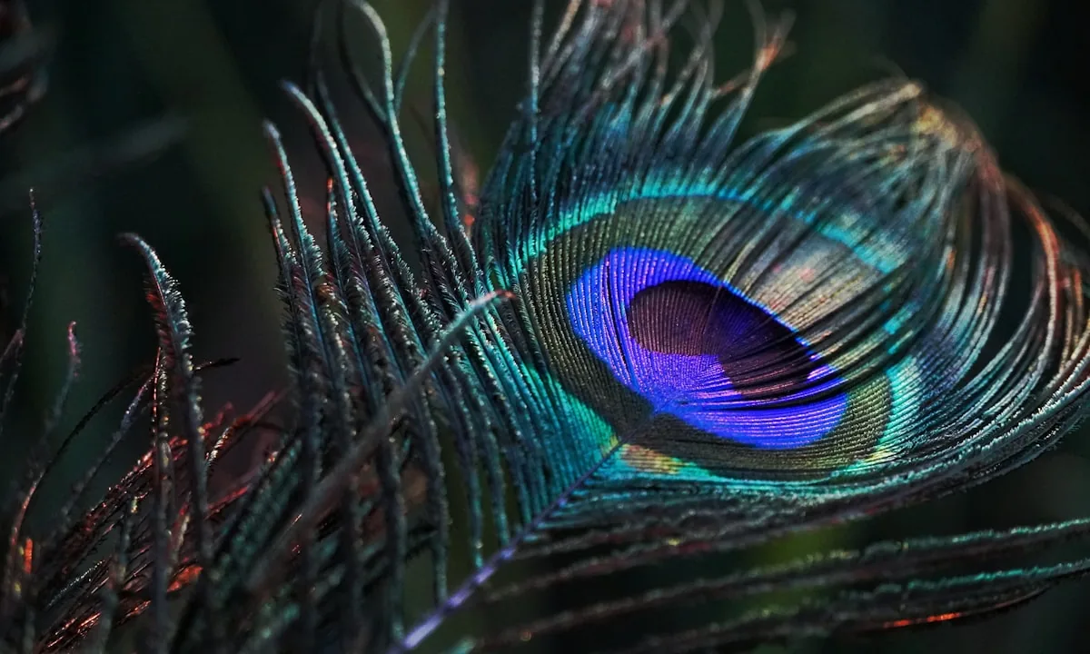 Macro detail of peacock feather showing iridescent structural colors