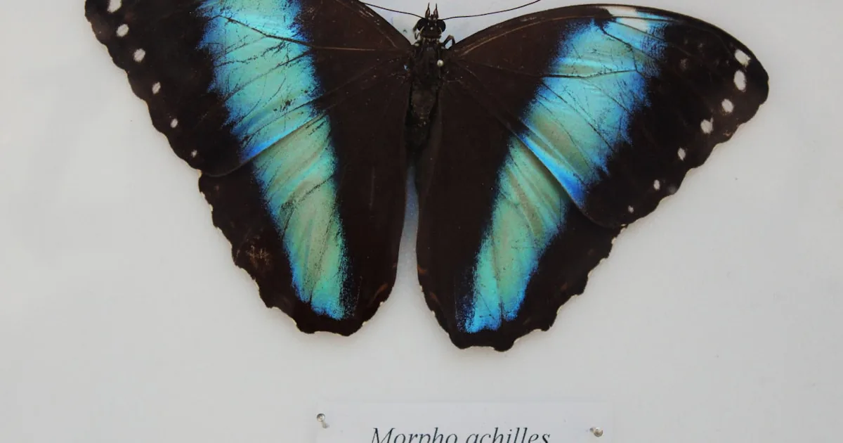 The Peacock's Prism: How Nature Paints Without Paint