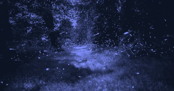The Conductorless Choir: How Fireflies Flash in Perfect Sync