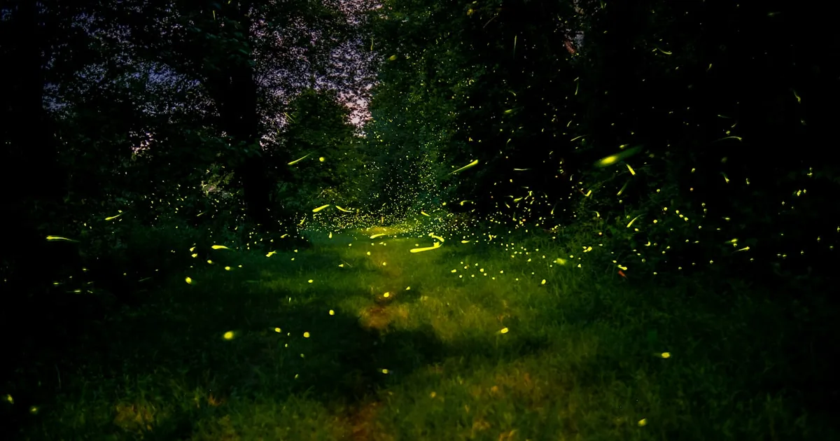 The Conductorless Choir: How Fireflies Flash in Perfect Sync