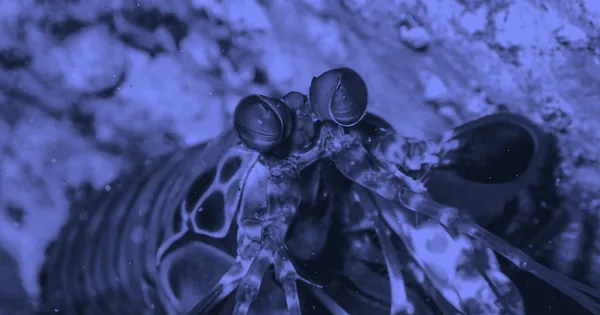Boiling Water With a Punch: The Mantis Shrimp's Secret