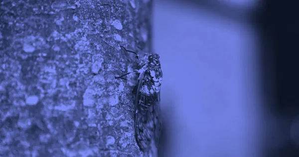 The Math of Survival: Why Cicadas Love Prime Numbers