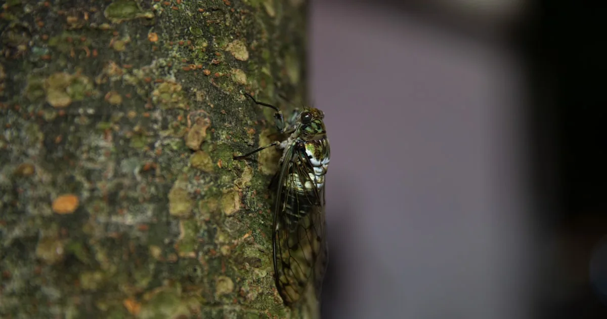 The Math of Survival: Why Cicadas Love Prime Numbers