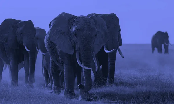 An African elephant walking through the savanna