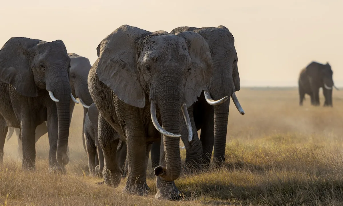 An African elephant walking through the savanna