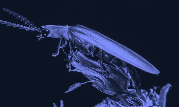Close up of a bioluminescent firefly in the dark