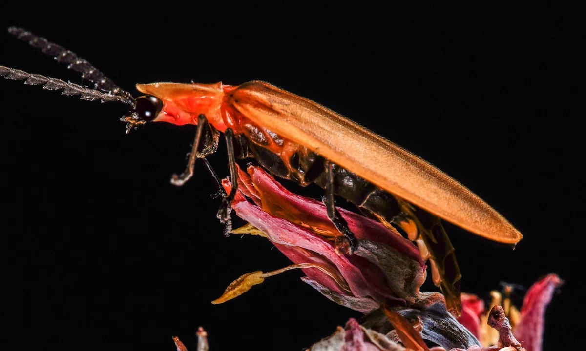Close up of a bioluminescent firefly in the dark
