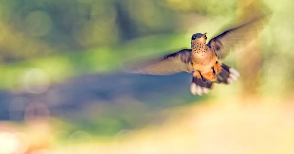 The Quantum Compass Inside a Bird's Eye