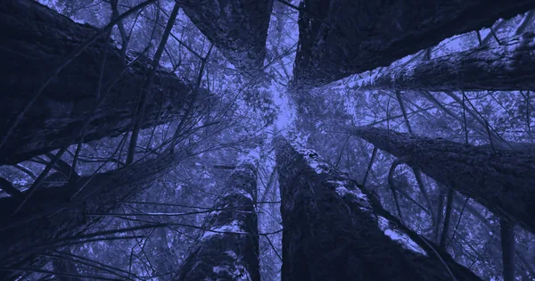 How 100-Meter Trees Defy Gravity to Drink Water