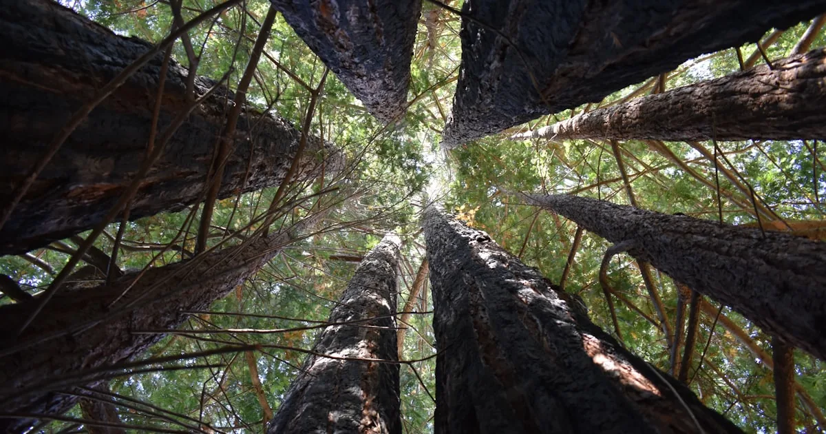 How 100-Meter Trees Defy Gravity to Drink Water